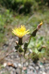 Sonchus