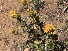 Castilleja pruinosa