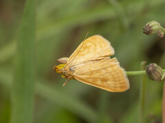 Sitochroa verticalis
