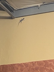 Tarentola mauritanica