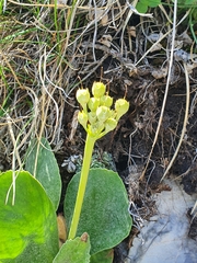 Primula auricula