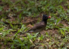 Pycnonotus cafer