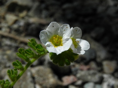 Phacelia brachyloba