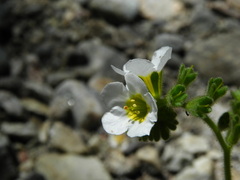 Phacelia brachyloba