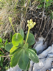 Primula auricula