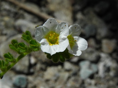Phacelia brachyloba