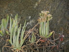 Dudleya densiflora