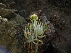 Dudleya densiflora