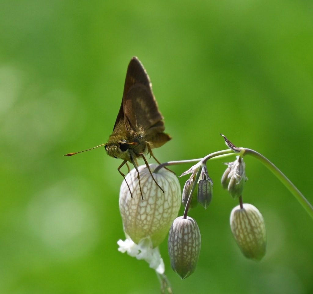 Northern BrokenDash from Northampton County, PA, USA on July 1, 2022