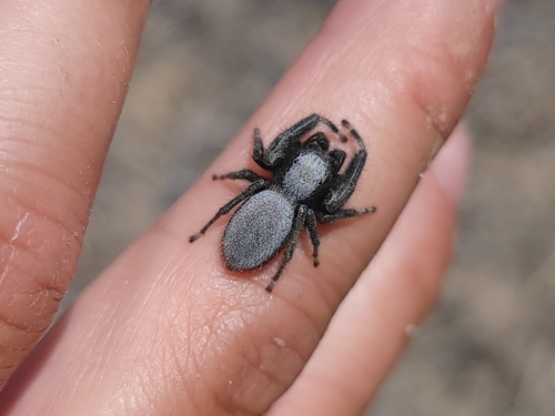 Phidippus octopunctatus photo 5