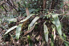 Pyrrosia lingua