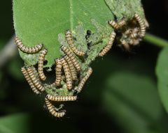 Amphicallia bellatrix