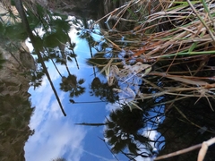 Lithobates magnaocularis