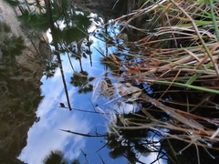 Lithobates magnaocularis