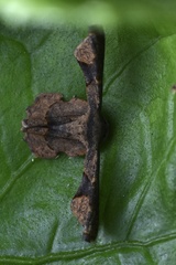 Monobolodes prunaria