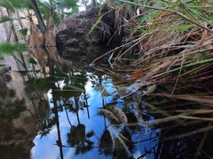 Lithobates magnaocularis
