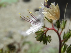 Phacelia longipes