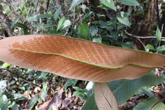 Pyrrosia lingua