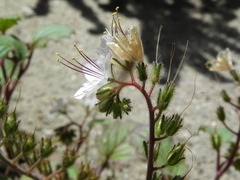 Phacelia longipes