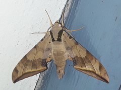 Ambulyx sericeipennis