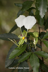 Cadaba trifoliata