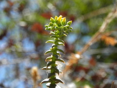Dudleya cymosa crebrifolia