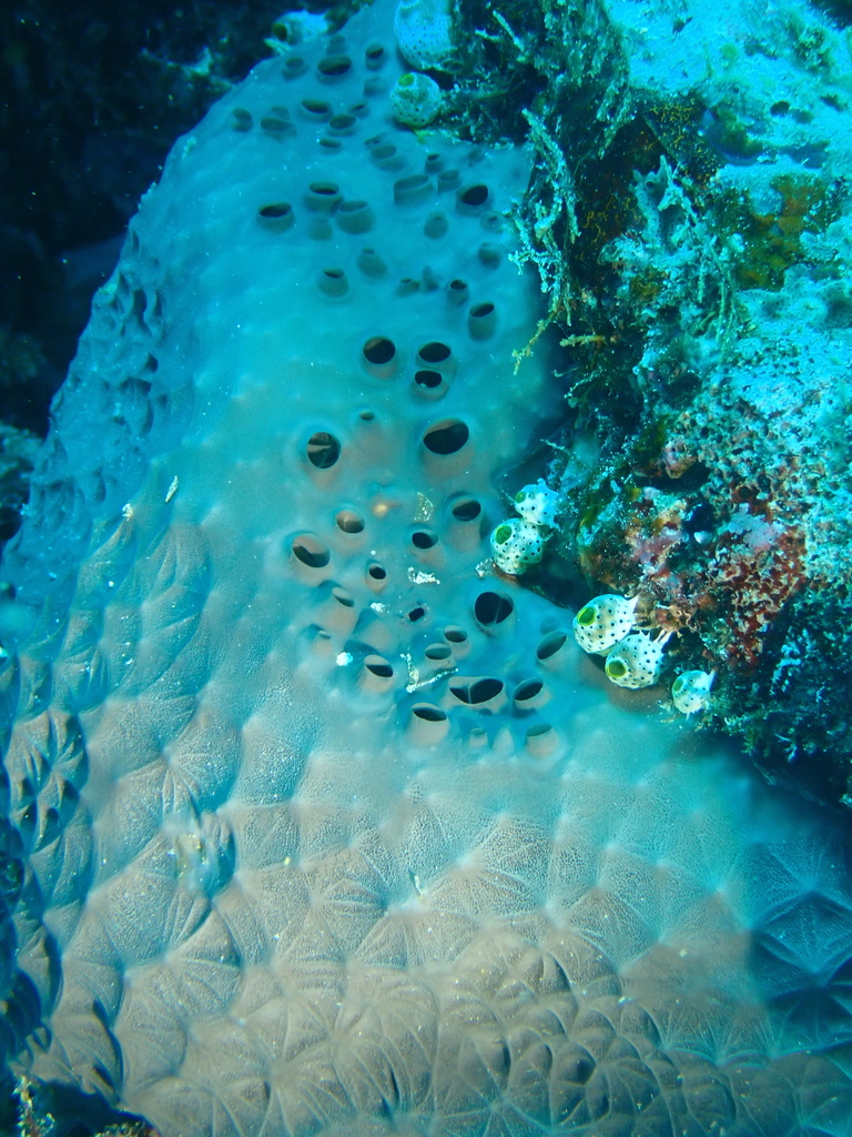 Coscinoderma mathewsi
