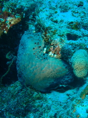 Coscinoderma mathewsi