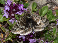 Metaxmeste schrankiana