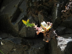Dudleya cymosa crebrifolia