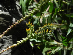 Dudleya cymosa crebrifolia