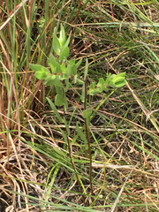 Symphyotrichum sericeum