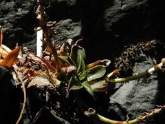 Dudleya cymosa crebrifolia