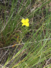 Oenothera serrulata