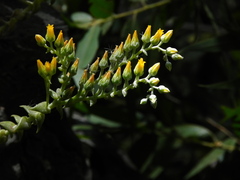 Dudleya cymosa crebrifolia
