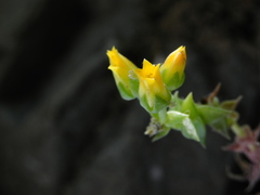 Dudleya cymosa crebrifolia