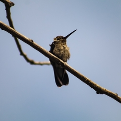 Phaeoptila sordida