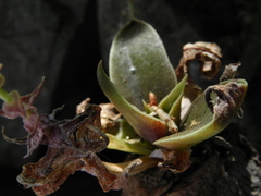 Dudleya cymosa crebrifolia