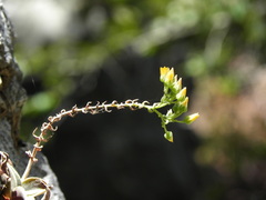 Dudleya cymosa crebrifolia