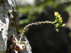 Dudleya cymosa crebrifolia