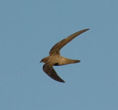 Apus melba
