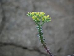 Dudleya cymosa crebrifolia