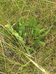 Solidago rigida humilis