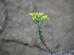Dudleya cymosa crebrifolia