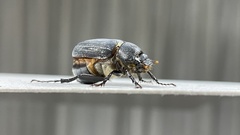 Holotrichia parallela