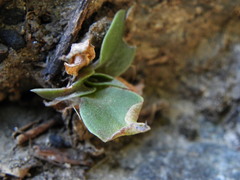 Dudleya cymosa crebrifolia