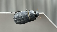 Holotrichia parallela