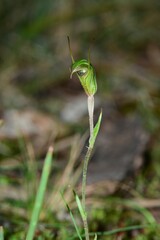 Pterostylis × toveyana