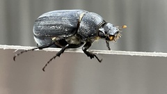 Holotrichia parallela