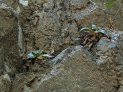 Dudleya cymosa crebrifolia